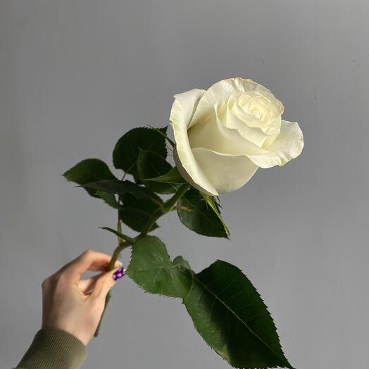 Rosa blanca Ecuador