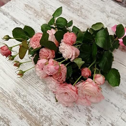 Peony rose Madame Bombastic