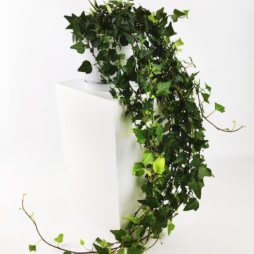 Hedera Helix Colgante