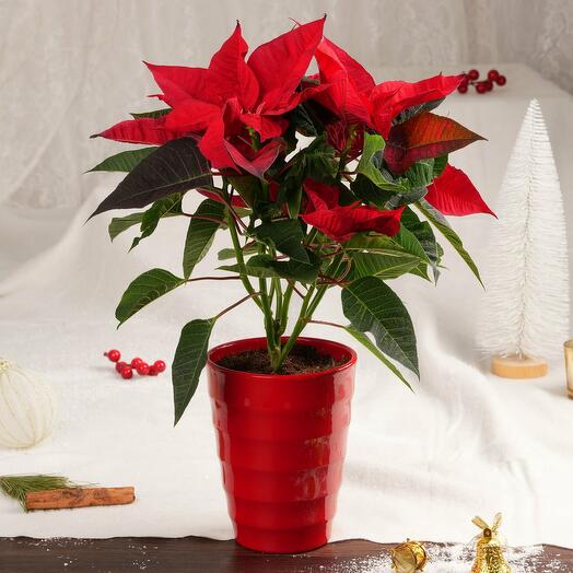 Poinsettia in Red Planter