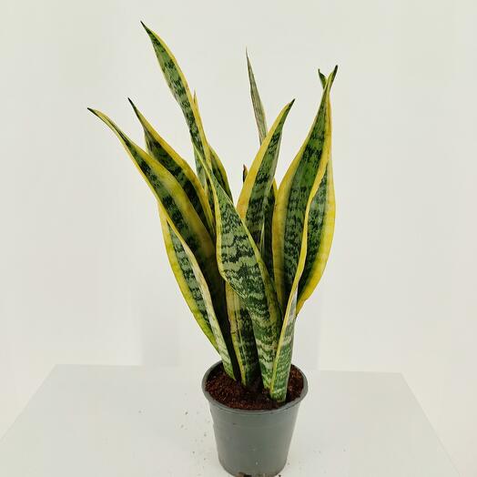 Сансевиерия Лауренти 45 см