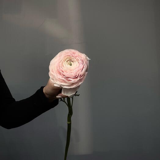 Ранункулюс Ханой