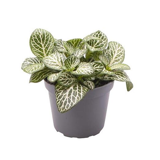 Fittonia Plant – Nerve plant