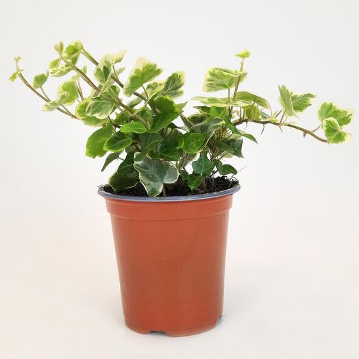 Плющ Хедера Хеликс, D-9