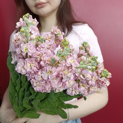 9 розовых маттиол