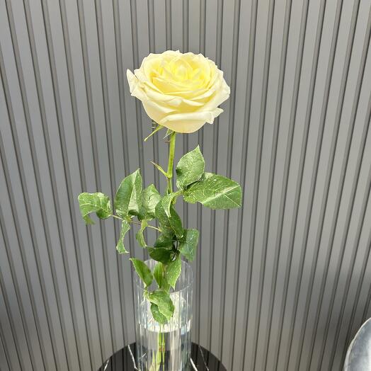 Pion