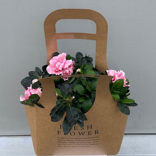 Азалия светло-розовая в подарочном пакете d-12