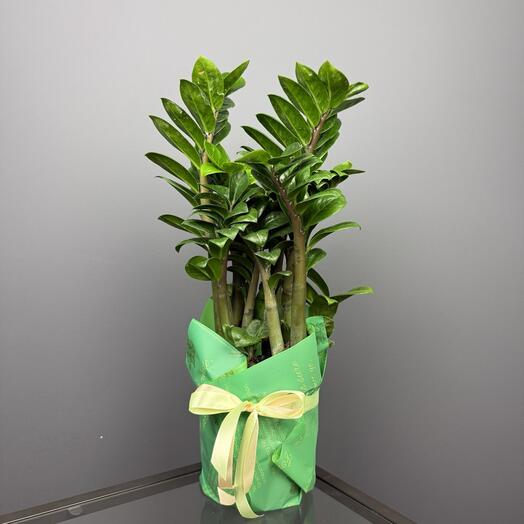 Замиокулькас Зензи в подарочной упаковке кашпо D14  Высота 45 см