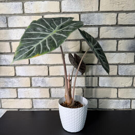 Green Lavka 37