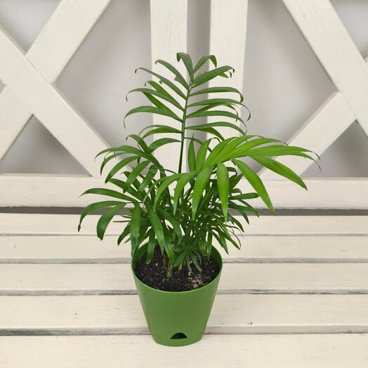 NimFlora
