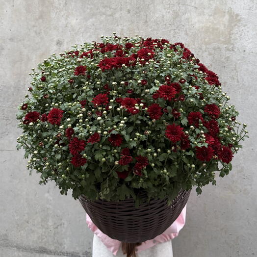Darri.Flowers