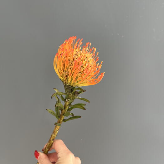 Cotton flowers