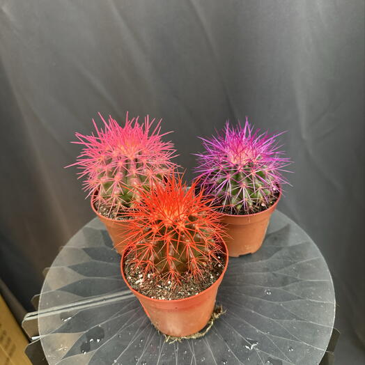 Sofi_flowers