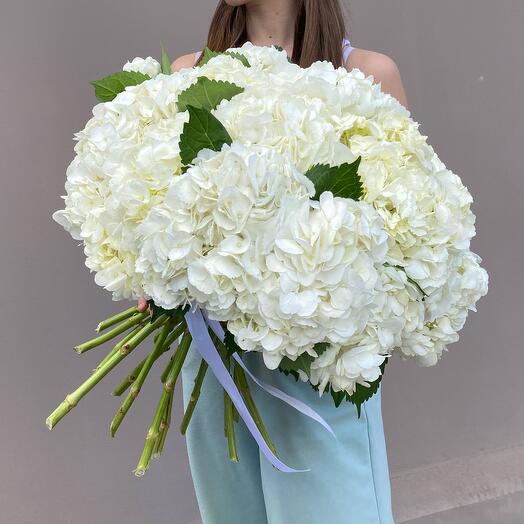 Hortensia blanca