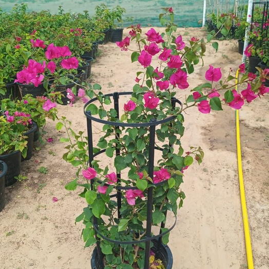 Bougainvillea Glabra 1m