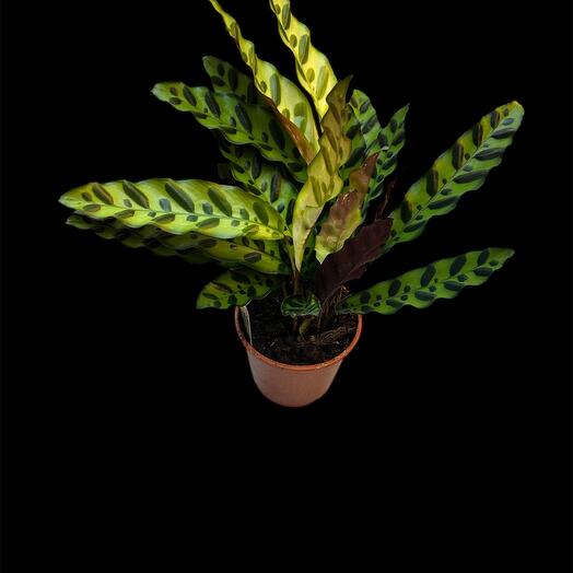 Calathea Lanciforia