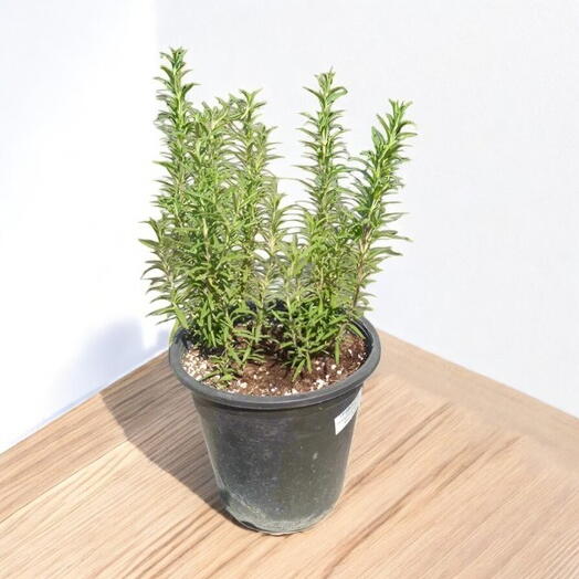 Shrub Rosmarinus Officinalis – Rosemary