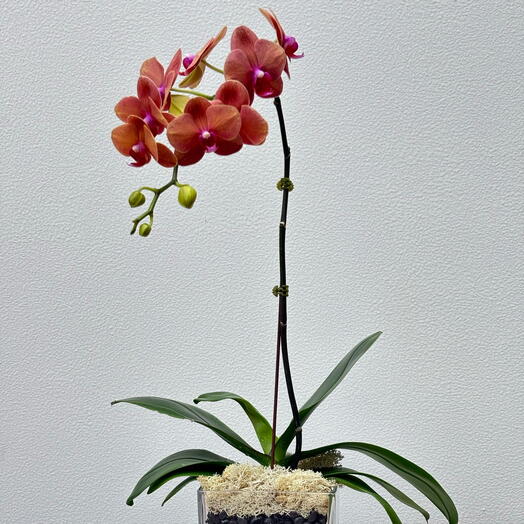 Phalaenopsis Hermosa Pink Peach