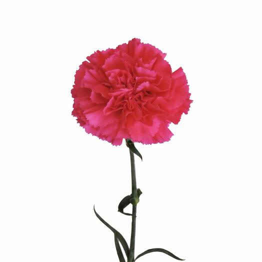 Carnation hot pink