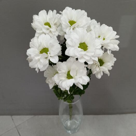 Хризантема кустовая Кеннеди
