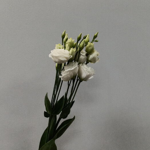 Fiore Lily spb
