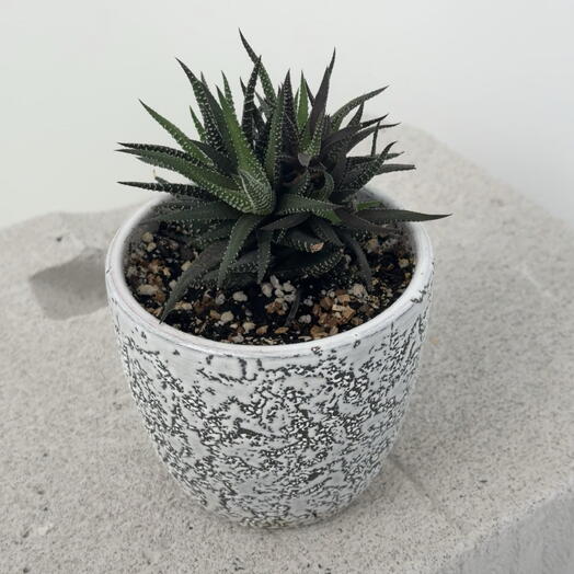 Mono Flowers