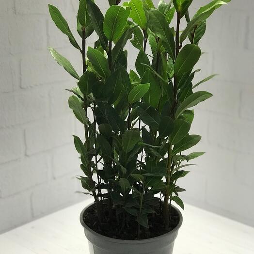 Planta de interior hoja de Laurel