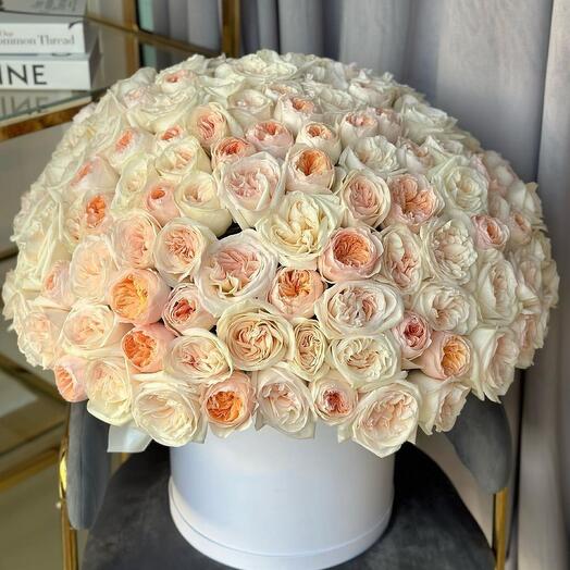 151 peony-shaped rose in a box