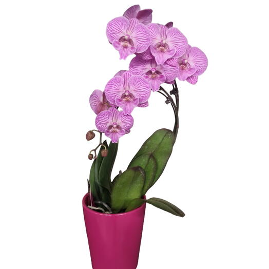 Orchidee violette roses