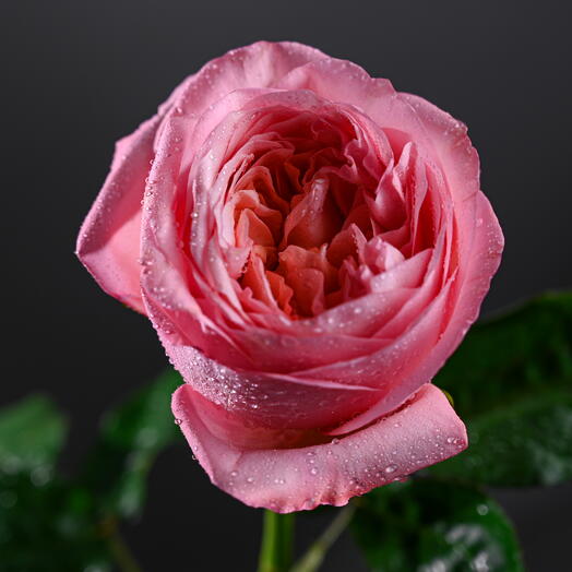 Pink X-Pression Rose-0722