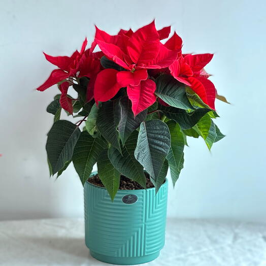 Poinsettia Plant