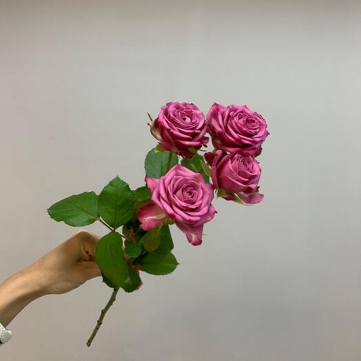 Bush Rose
