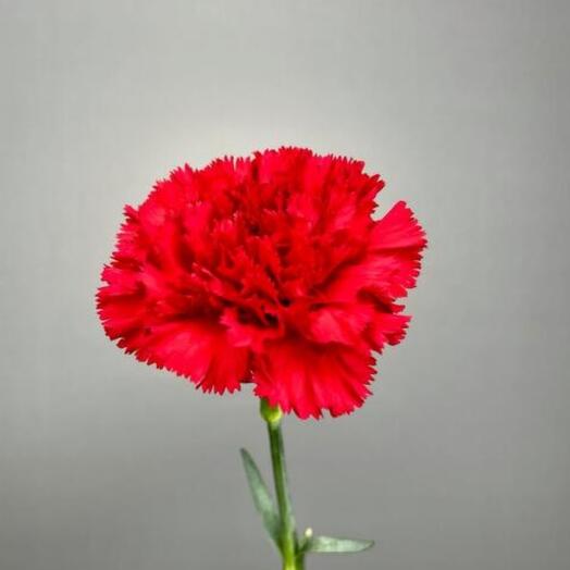Red carnation