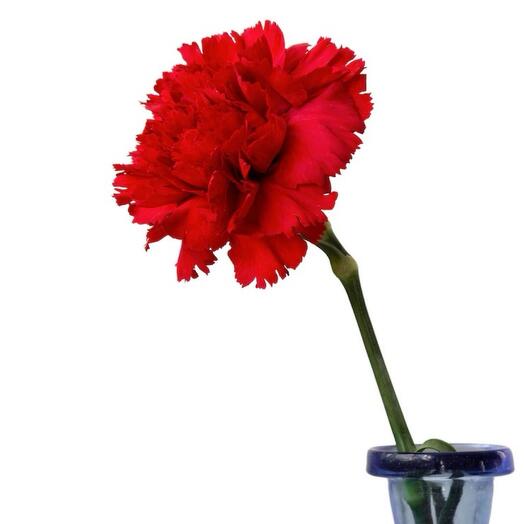 Flowers for you