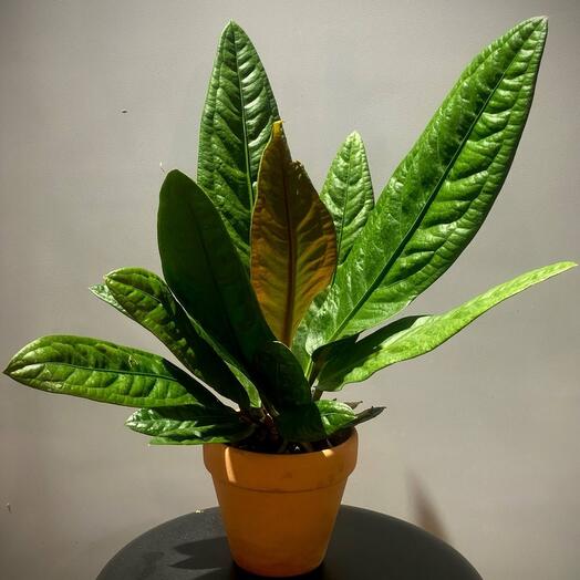 Антуриум Супербум