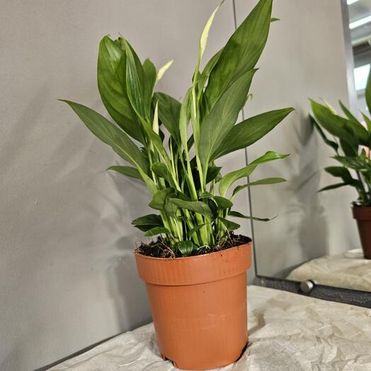 Спатифилум