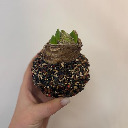 Луковица амариллиса в обсыпке