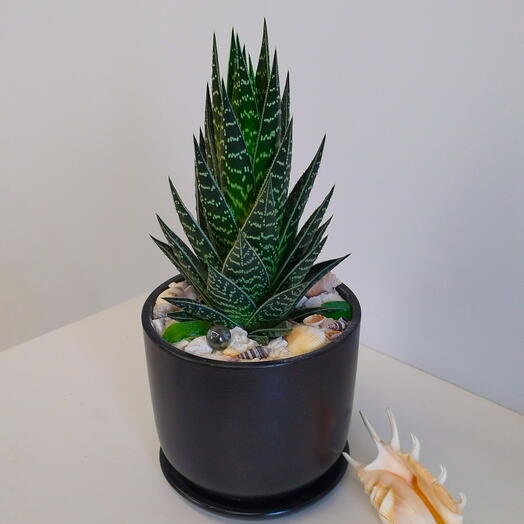 Natural’s vessels