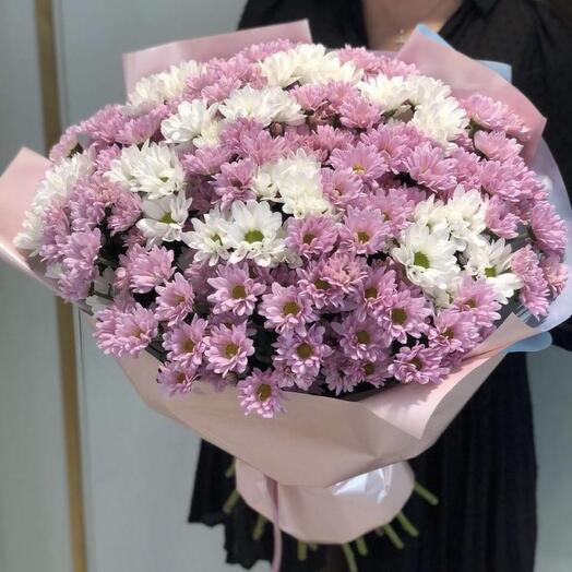Chrysanthemum bush 25