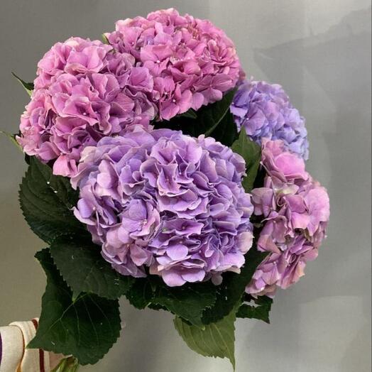 Autumn hortensias 5 stems