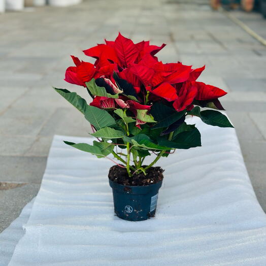 Poinsettia