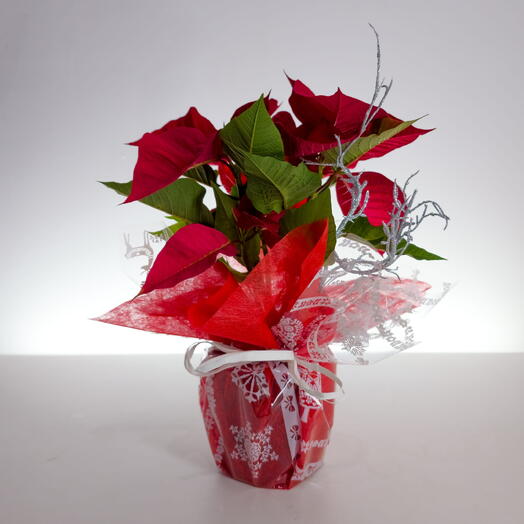 Poinsettia, flor de pascua 35cm decorada