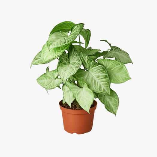 Syngonium White Butterfly (Arrowhead Plant, Gold variegated ivy, English Ivy)-Plastic Pot