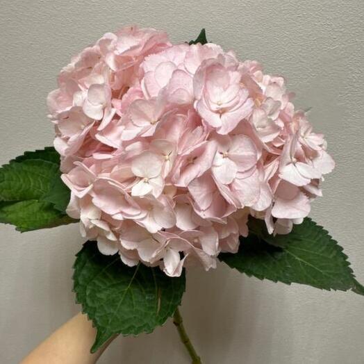 Pink hydrangea