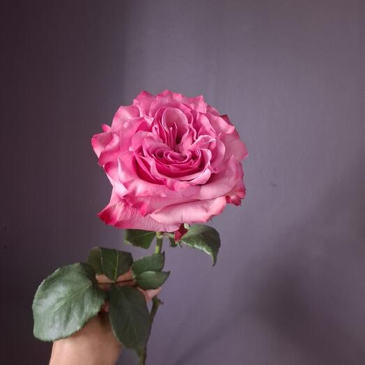 Samflowers