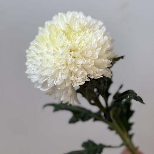 Flowers DG