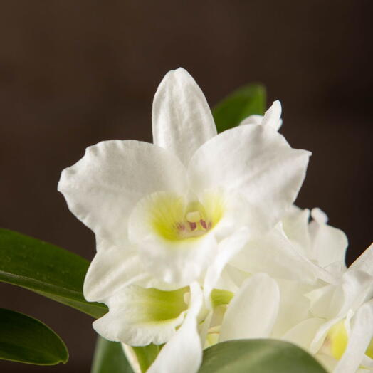 LuxuryPlants