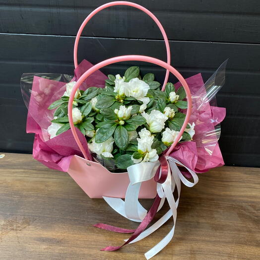 FlorEra