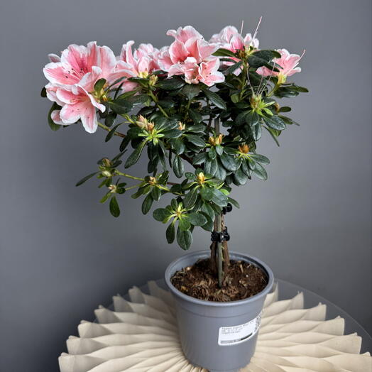 MisunFlora