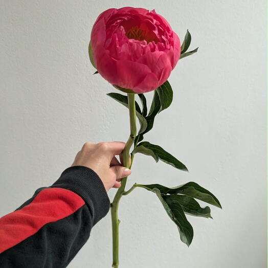 Why Not Flowers